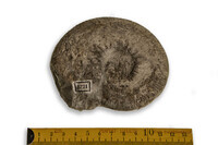 F 04721
<br/>
<br/>
<em></em>